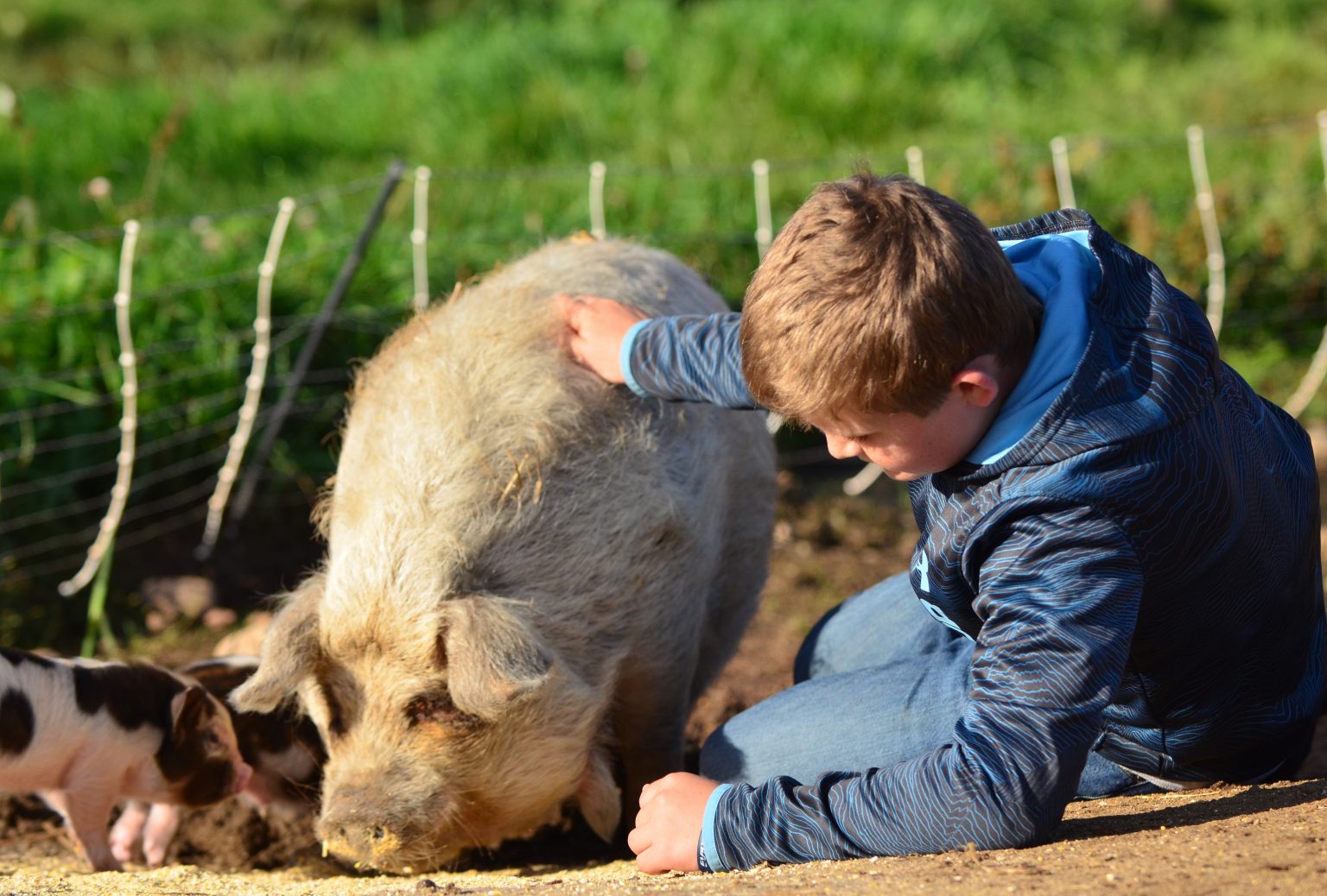 Weaning Pasture Piglets Countryside